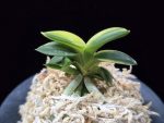 취월호 翠月湖 Chwiwolho(Seedling)