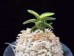 취월호 翠月湖 Chwiwolho(Seedling)