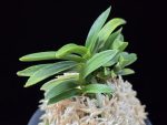 섭묵 摺墨 Surusumi