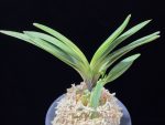 대하 大河 Daeha(Taiga) (Ruby root)