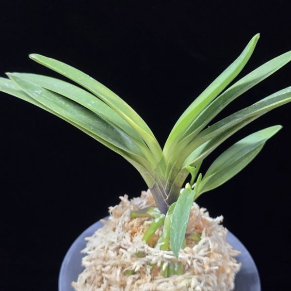 대하 大河 Daeha(Taiga) (Ruby root)