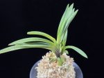 대하 大河 Daeha(Taiga) (Ruby root)