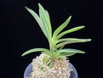 대하 大河 Daeha(Taiga) (Ruby root)