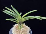 대하 大河 Daeha(Taiga) (Ruby root)