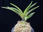 대하 大河 Daeha(Taiga) (Ruby root)