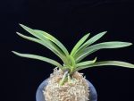 대하 大河 Daeha(Taiga) (Ruby root)
