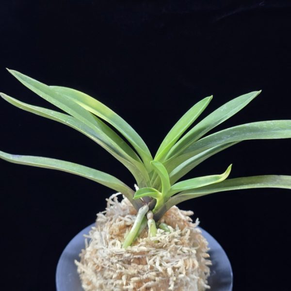 대하 大河 Daeha(Taiga) (Ruby root)