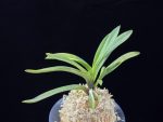 대하 大河 Daeha(Taiga) (Ruby root)