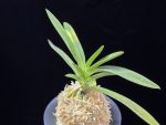 대하 大河 Daeha(Taiga) (Ruby root)