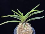 대하 大河 Daeha(Taiga) (Ruby root)