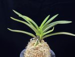 대하 大河 Daeha(Taiga) (Ruby root)