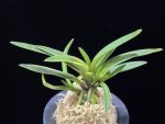 대하 大河 Daeha(Taiga) (Ruby root)