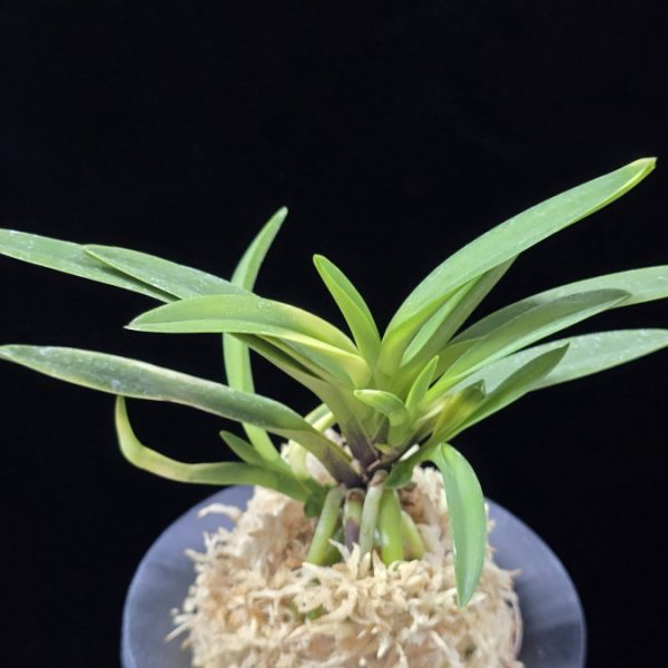 대하 大河 Daeha(Taiga) (Ruby root)
