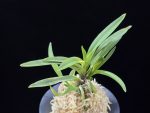 대하 大河 Daeha(Taiga) (Ruby root)