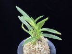 대하 大河 Daeha(Taiga) (Ruby root)