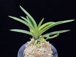 대하 大河 Daeha(Taiga) (Ruby root)