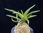 대하 大河 Daeha(Taiga) (Ruby root)