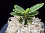 대장금 大壯錦 Daejanggeum(Daiso Nishiki)