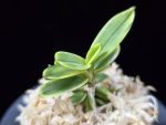 대장금 大壯錦 Daejanggeum(Daiso Nishiki)