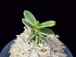 대장금 大壯錦 Daejanggeum(Daiso Nishiki)