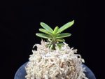 대장금 大壯錦 Daejanggeum(Daiso Nishiki)