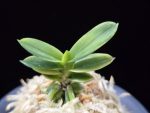 대장금 大壯錦 Daejanggeum(Daiso Nishiki)