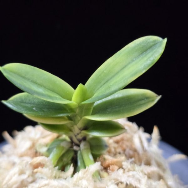 대장금 大壯錦 Daejanggeum(Daiso Nishiki)