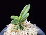 대장금 大壯錦 Daejanggeum(Daiso Nishiki)