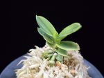 대장금 大壯錦 Daejanggeum(Daiso Nishiki)