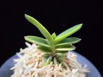 대장금 大壯錦 Daejanggeum(Daiso Nishiki)