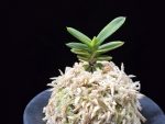 대장금 大壯錦 Daejanggeum(Daiso Nishiki)