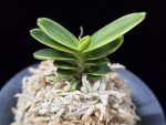 대장금 大壯錦 Daejanggeum(Daiso Nishiki)