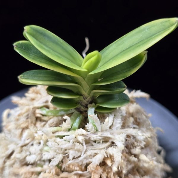 대장금 大壯錦 Daejanggeum(Daiso Nishiki)