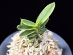 대장금 大壯錦 Daejanggeum(Daiso Nishiki)