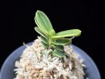 대장금 大壯錦 Daejanggeum(Daiso Nishiki)