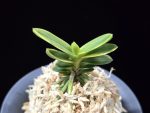 대장금 大壯錦 Daejanggeum(Daiso Nishiki)
