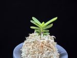 대장금 大壯錦 Daejanggeum(Daiso Nishiki)