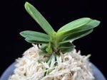 대장금 大壯錦 Daejanggeum(Daiso Nishiki)