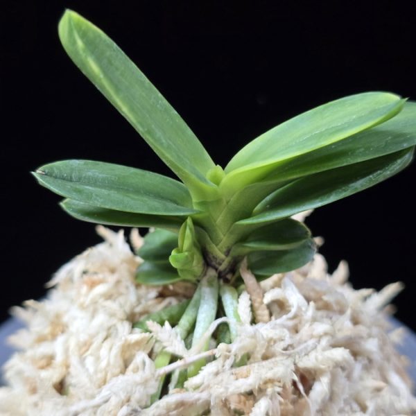 대장금 大壯錦 Daejanggeum(Daiso Nishiki)