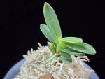 대장금 大壯錦 Daejanggeum(Daiso Nishiki)