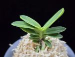 대장금 大壯錦 Daejanggeum(Daiso Nishiki)
