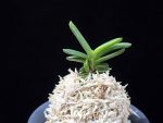 대장금 大壯錦 Daejanggeum(Daiso Nishiki)