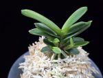 대장금 大壯錦 Daejanggeum(Daiso Nishiki)