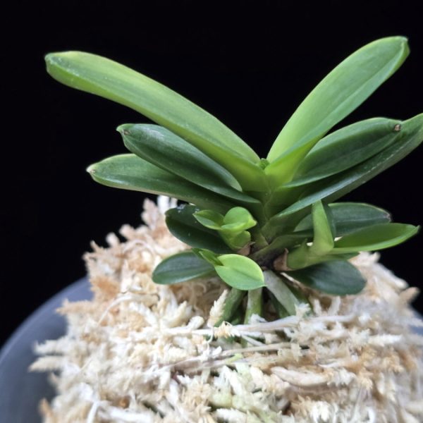 대장금 大壯錦 Daejanggeum(Daiso Nishiki)