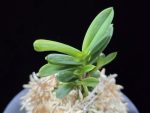 대장금 大壯錦 Daejanggeum(Daiso Nishiki)