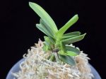대장금 大壯錦 Daejanggeum(Daiso Nishiki)