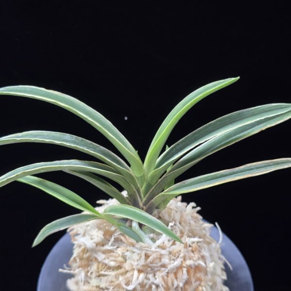 신라 新羅 Sinra (Shiragi)