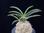 신라 新羅 Sinra (Shiragi)