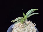 신라 新羅 Sinra (Shiragi)