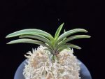 신라 新羅 Sinra (Shiragi)
